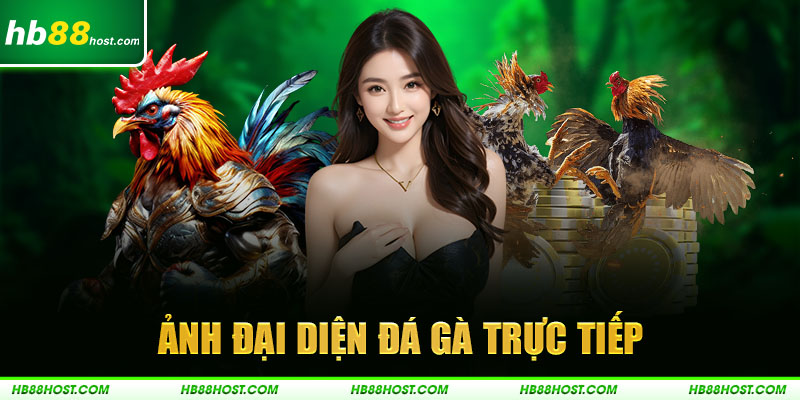 ảnh đại diện đá gà trực tiếp